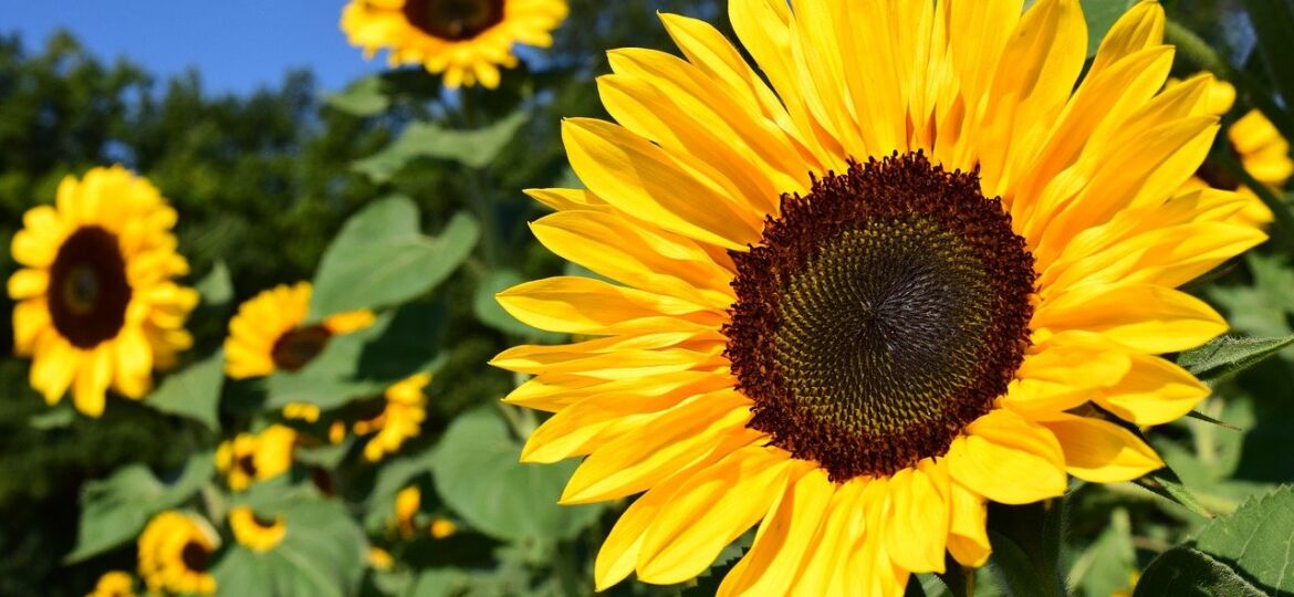 sunflower, yellow, flower